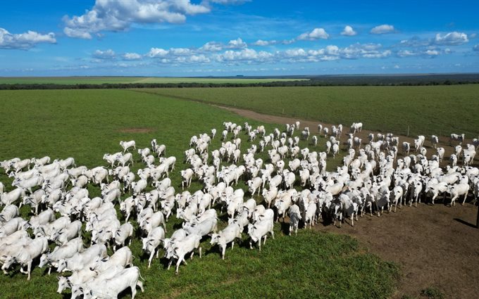 Imagem real da matéria de agronegócio publicada no Primeira Hora